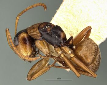 Media type: image;   Entomology 21594 Aspect: habitus lateral view